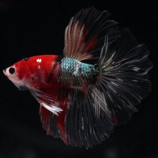 画像6: HM　鯉カッパー (6)