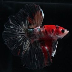 画像5: HM　鯉カッパー (5)