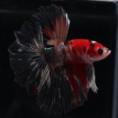 画像9: HM　鯉カッパー (9)