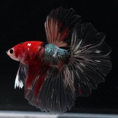 画像10: HM　鯉カッパー (10)