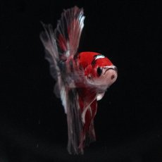 画像7: HM　鯉カッパー (7)