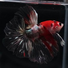 画像12: HM　鯉カッパー (12)