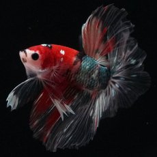 画像2: HM　鯉カッパー (2)