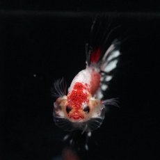 画像3: CT　ホワイトカッパー (3)