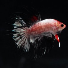 画像8: CT　ホワイトカッパー (8)