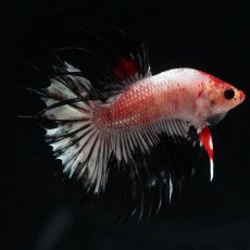 画像1: CT　ホワイトカッパー (1)