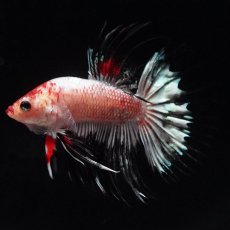 画像7: CT　ホワイトカッパー (7)