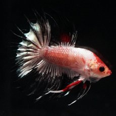 画像6: CT　ホワイトカッパー (6)