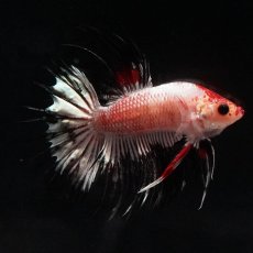 画像4: CT　ホワイトカッパー (4)