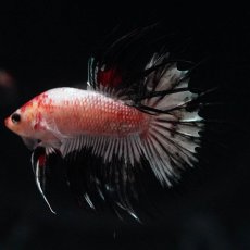 画像5: CT　ホワイトカッパー (5)