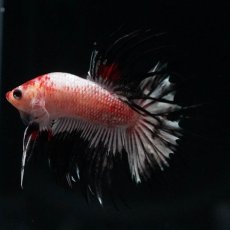 画像2: CT　ホワイトカッパー (2)