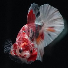 画像12: HMPK　キャンディカッパー (12)