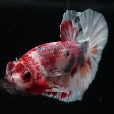 画像11: HMPK　キャンディカッパー (11)