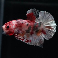 画像2: HMPK　キャンディカッパー (2)