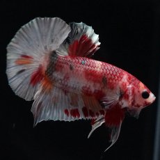 画像4: HMPK　キャンディカッパー (4)