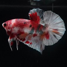 画像5: HMPK　キャンディカッパー (5)