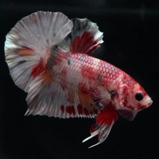 画像10: HMPK　キャンディカッパー (10)