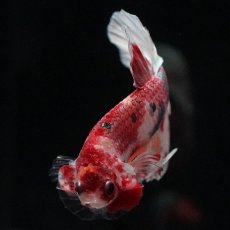 画像9: HMPK　キャンディカッパー (9)