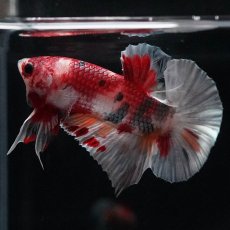 画像8: HMPK　キャンディカッパー (8)