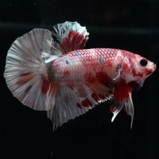 画像1: HMPK　キャンディカッパー (1)