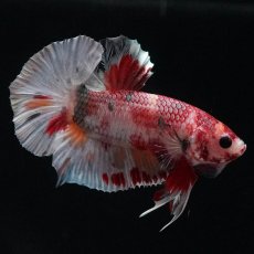 画像7: HMPK　キャンディカッパー (7)