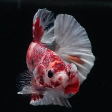 画像3: HMPK　キャンディカッパー (3)