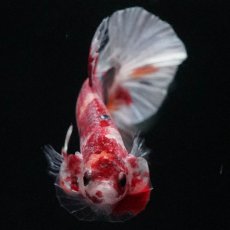 画像6: HMPK　キャンディカッパー (6)