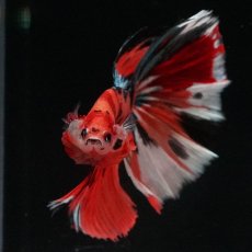 画像3: HM　キャンディ (3)