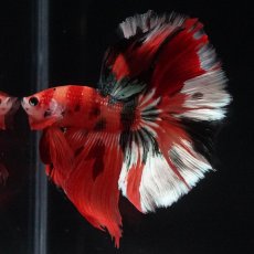 画像4: HM　キャンディ (4)