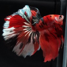 画像2: HM　キャンディ (2)