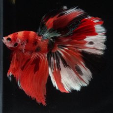 画像1: HM　キャンディ (1)