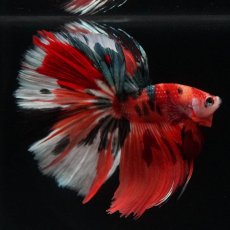 画像5: HM　キャンディ (5)