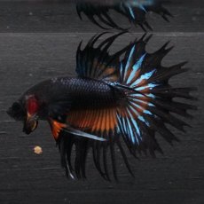 画像7: CT　ブラックマスタード (7)