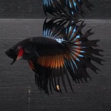 画像6: CT　ブラックマスタード (6)