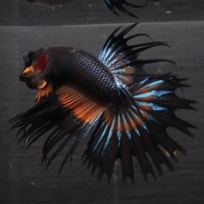 画像4: CT　ブラックマスタード (4)