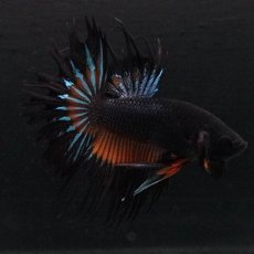 画像2: CT　ブラックマスタード (2)