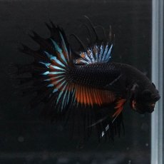 画像5: CT　ブラックマスタード (5)