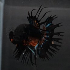 画像3: CT　ブラックマスタード (3)