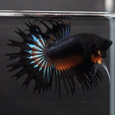 画像1: CT　ブラックマスタード (1)