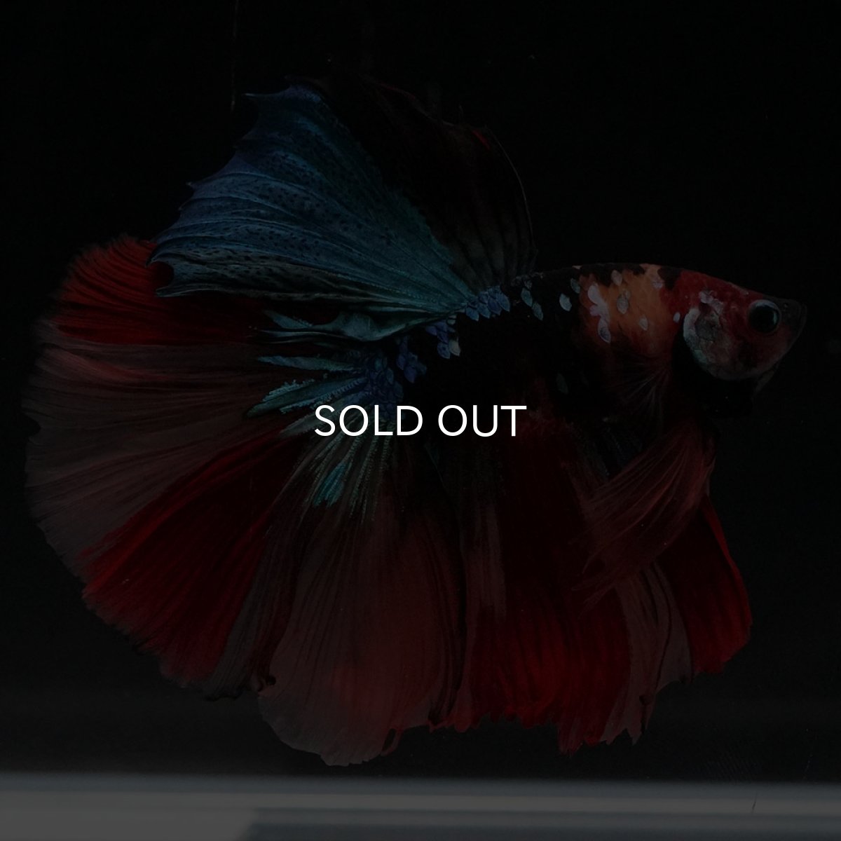 画像2: HM　キャンディ (2)