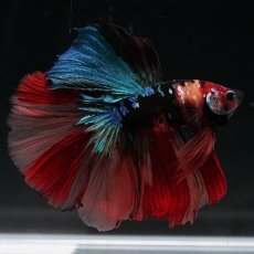 画像2: HM　キャンディ (2)