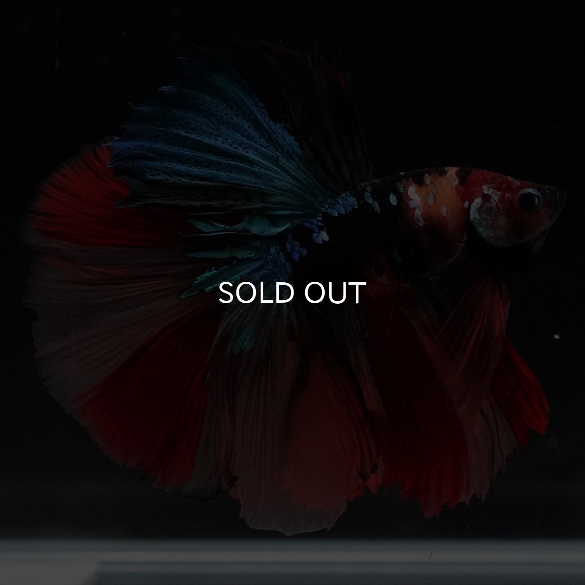 画像7: HM　キャンディ (7)