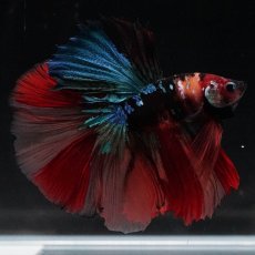 画像7: HM　キャンディ (7)