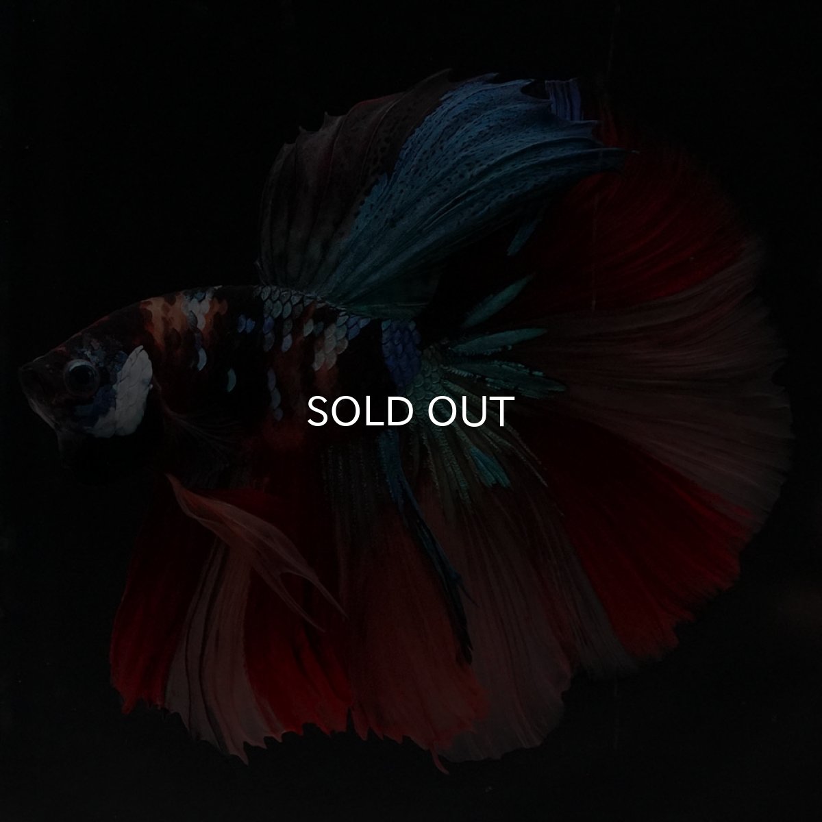 画像6: HM　キャンディ (6)