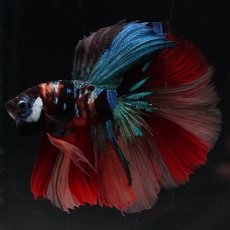 画像6: HM　キャンディ (6)