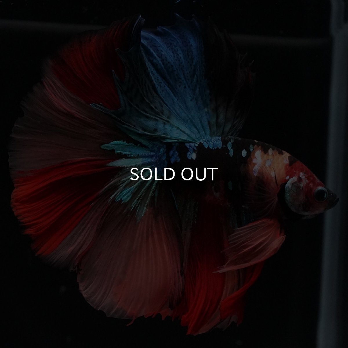 画像5: HM　キャンディ (5)