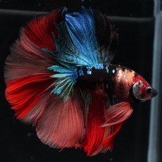 画像5: HM　キャンディ (5)