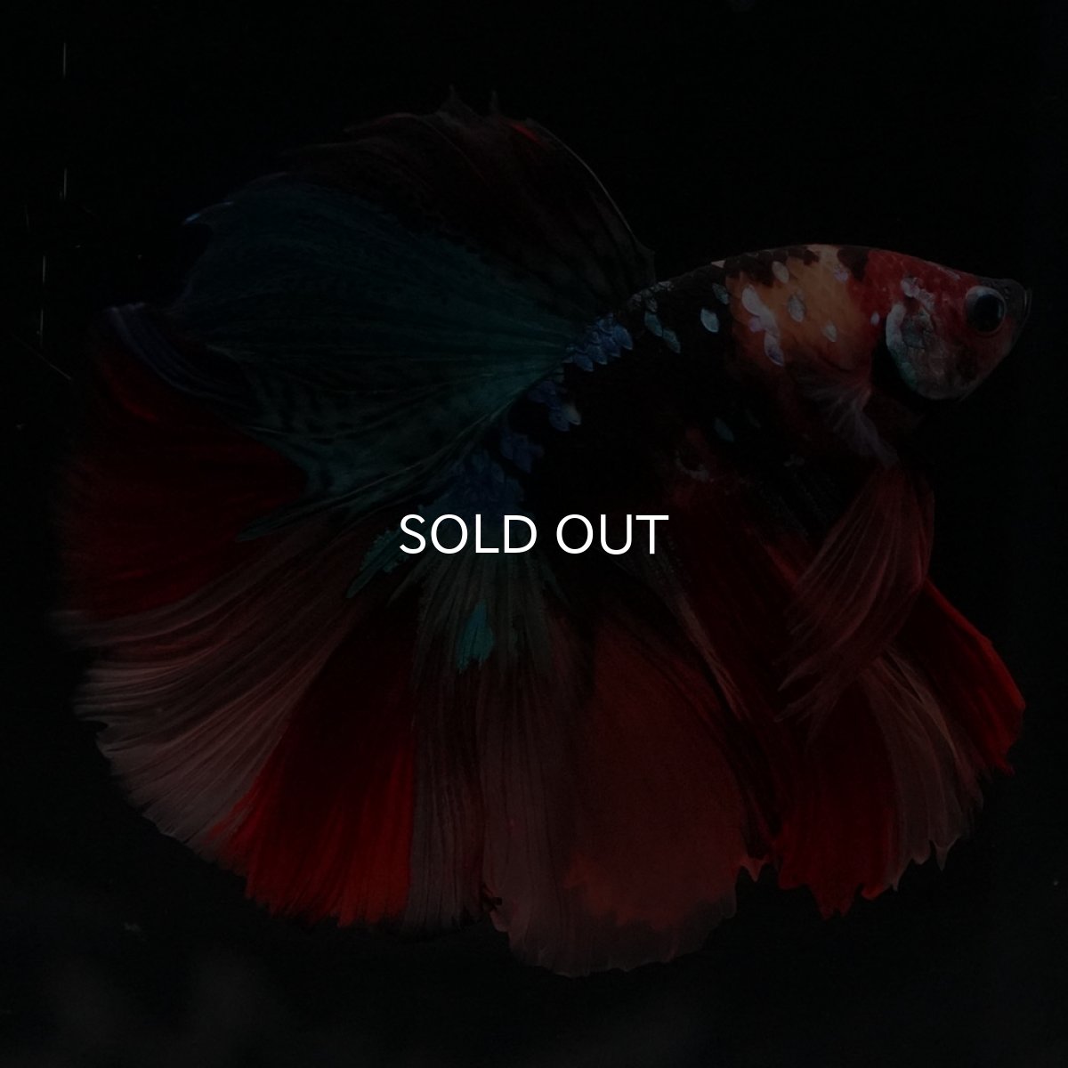 画像4: HM　キャンディ (4)