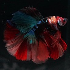 画像4: HM　キャンディ (4)