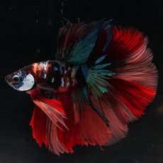 画像3: HM　キャンディ (3)